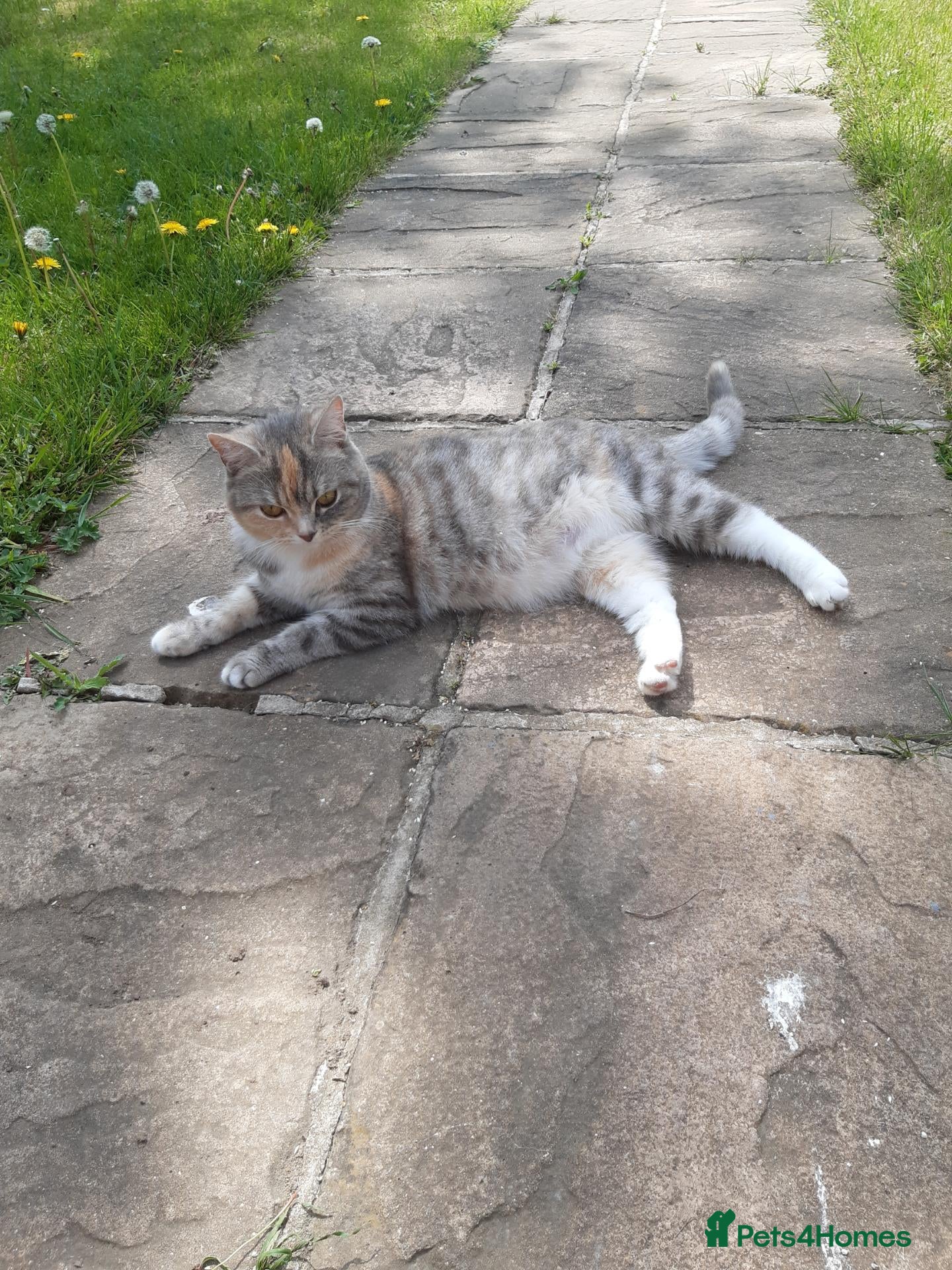 Domestic Shorthair cats Lovely Litter Of Kittens - Advert 2