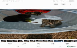 Bengal cats for sale: Bengala - Image 4