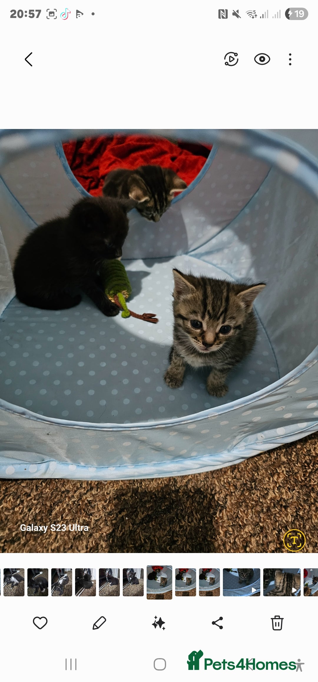 Bengal cats for sale: Bengala - Image 4