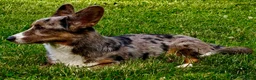 Welsh Corgi Cardigan dogs for adoption: 🐾 GARRY – Male Welsh Corgi Cardigan 🐾 - Advert 5