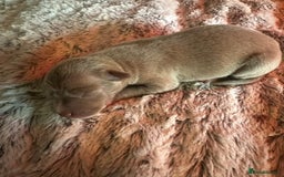 Italian Greyhound dogs for sale: 1 KC reg boy available  - Image 7