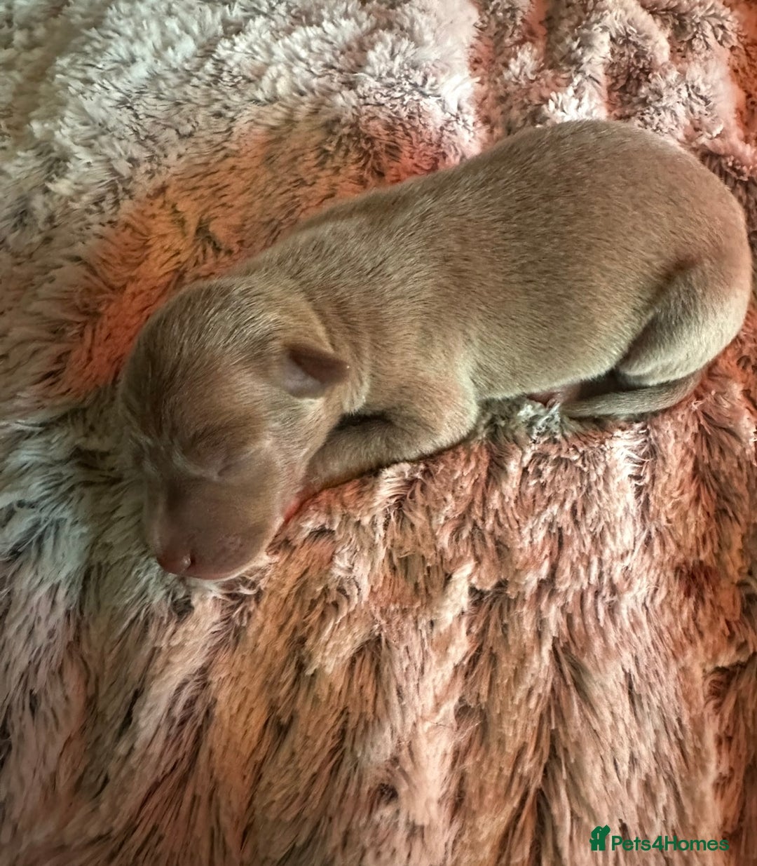 Italian Greyhound dogs for sale: 1 KC reg boy available  - Image 7
