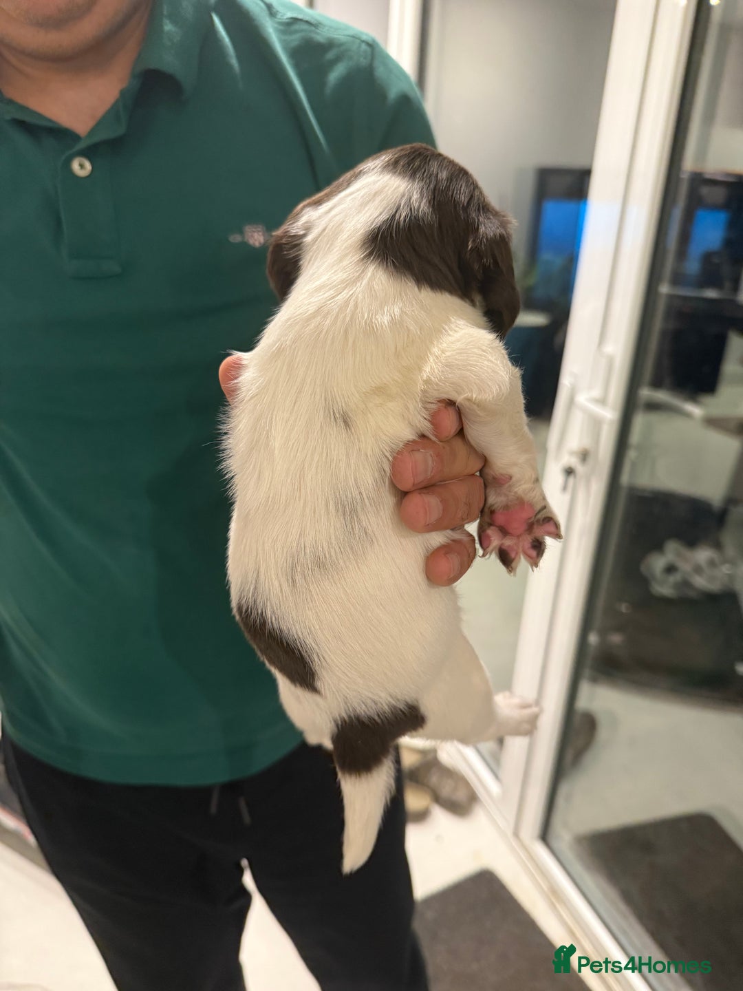 English Springer Spaniel dogs for sale: Working English Springer Spaniel  - Image 7