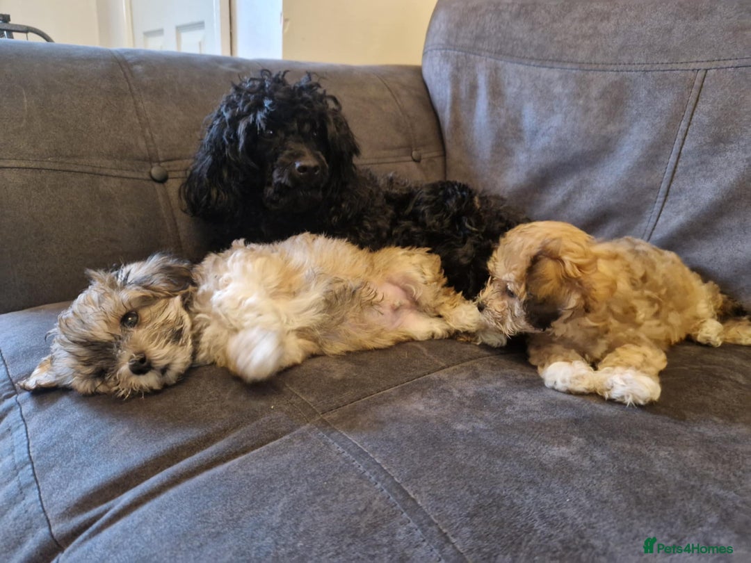 Maltipoo dogs for sale: MALTIPOO 🥰🥰 READY TO LEAVE  - Advert 33