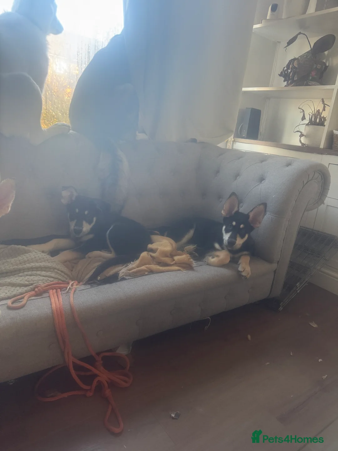 Shepsky dogs for sale: NOW £650 3 REMAINING shepsky puppies available - Advert 2