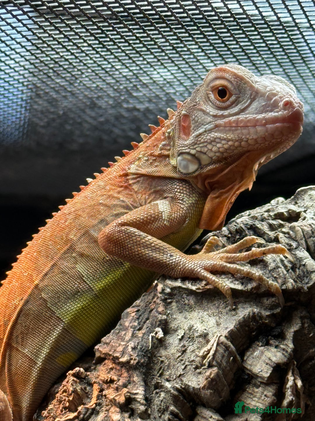 Iguana reptiles for sale: Iguana Orange Zero juvenile  - Image 1