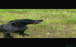Cocker Spaniel dogs for sale: Working cocker spaniel  - Image 8