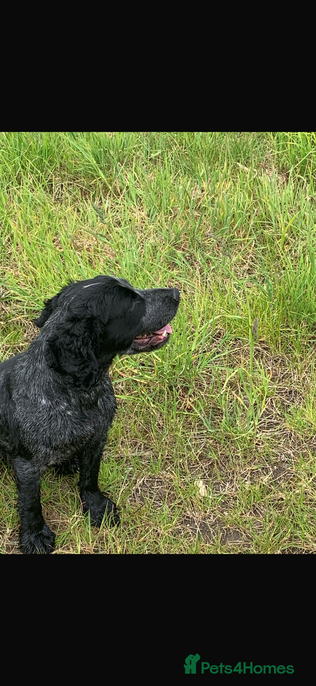 Cocker Spaniel dogs for sale: Working cocker spaniel  - Image 8