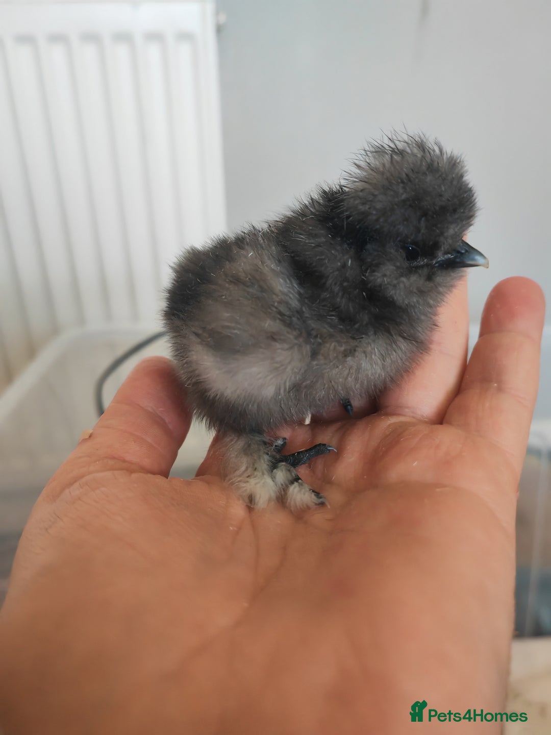 Chickens poultry for sale: USA silkie, jumbo coturnix, celadon quails - Image 18