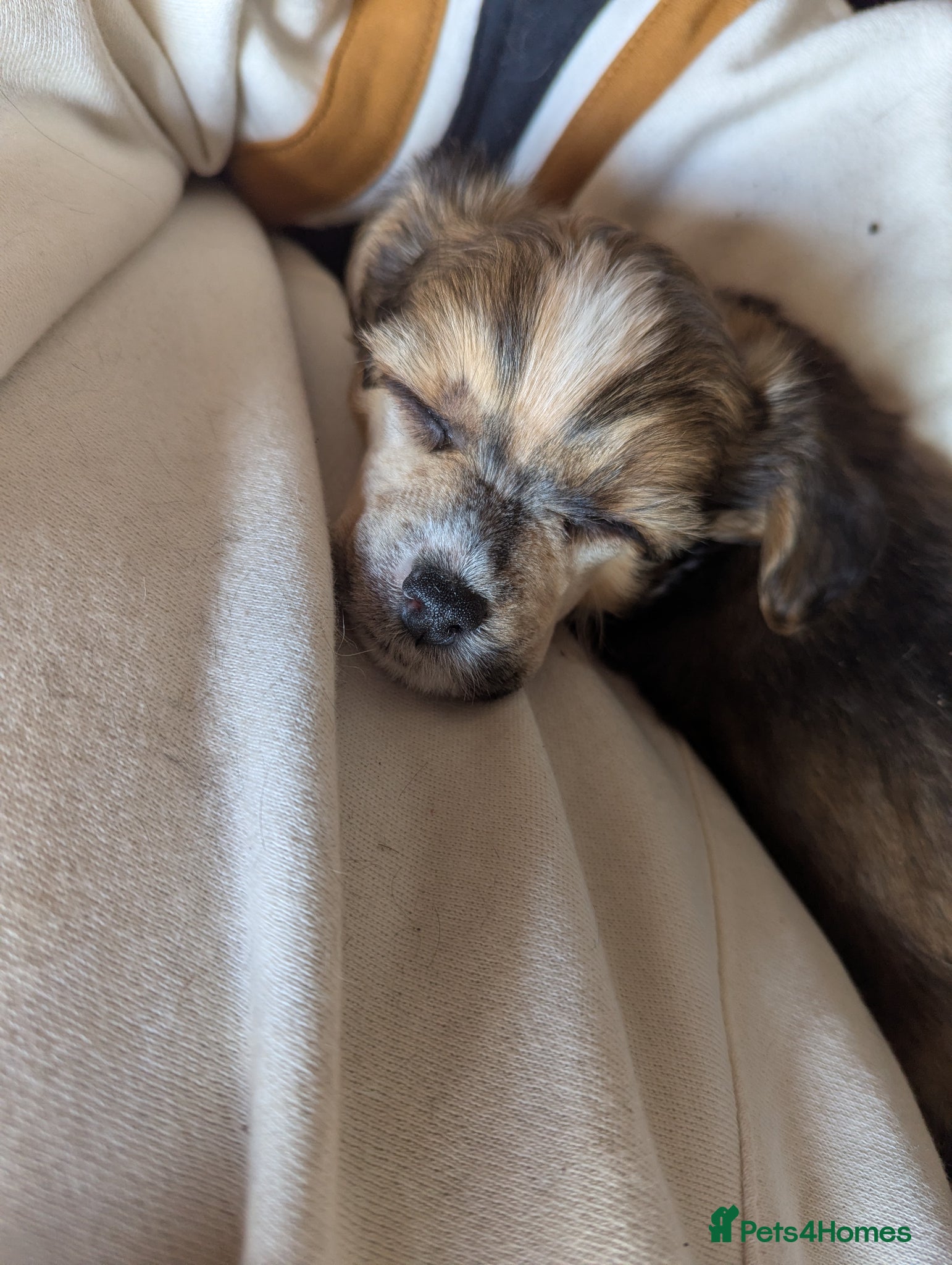 Chinese Crested dogs Fabulous KC Registered Chinese crested puppies  - Advert 1