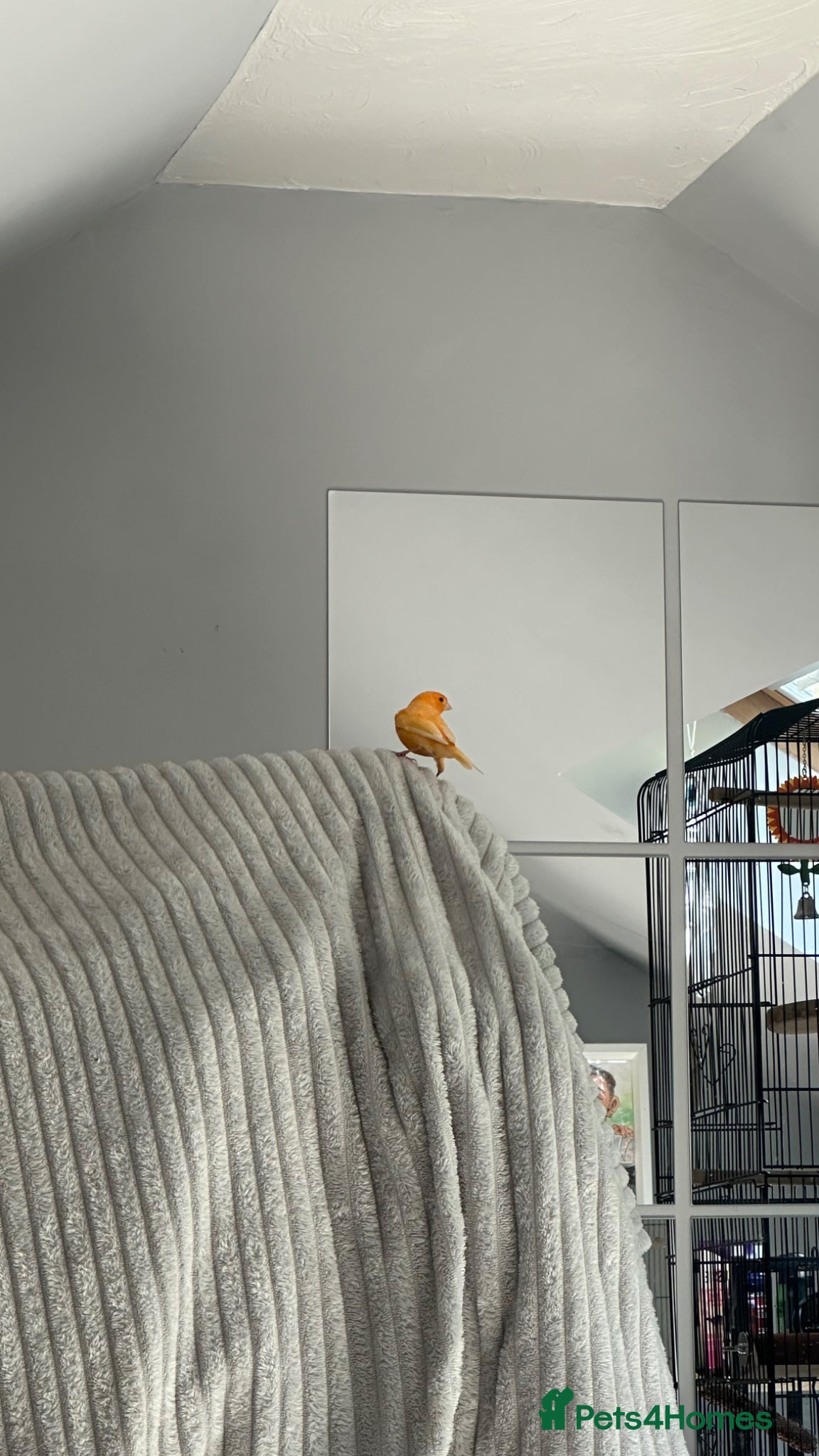 Canaries birds Red Factor male canary - Advert 1