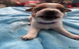 Pomchi dogs for sale: Pomchi puppies - Image 8