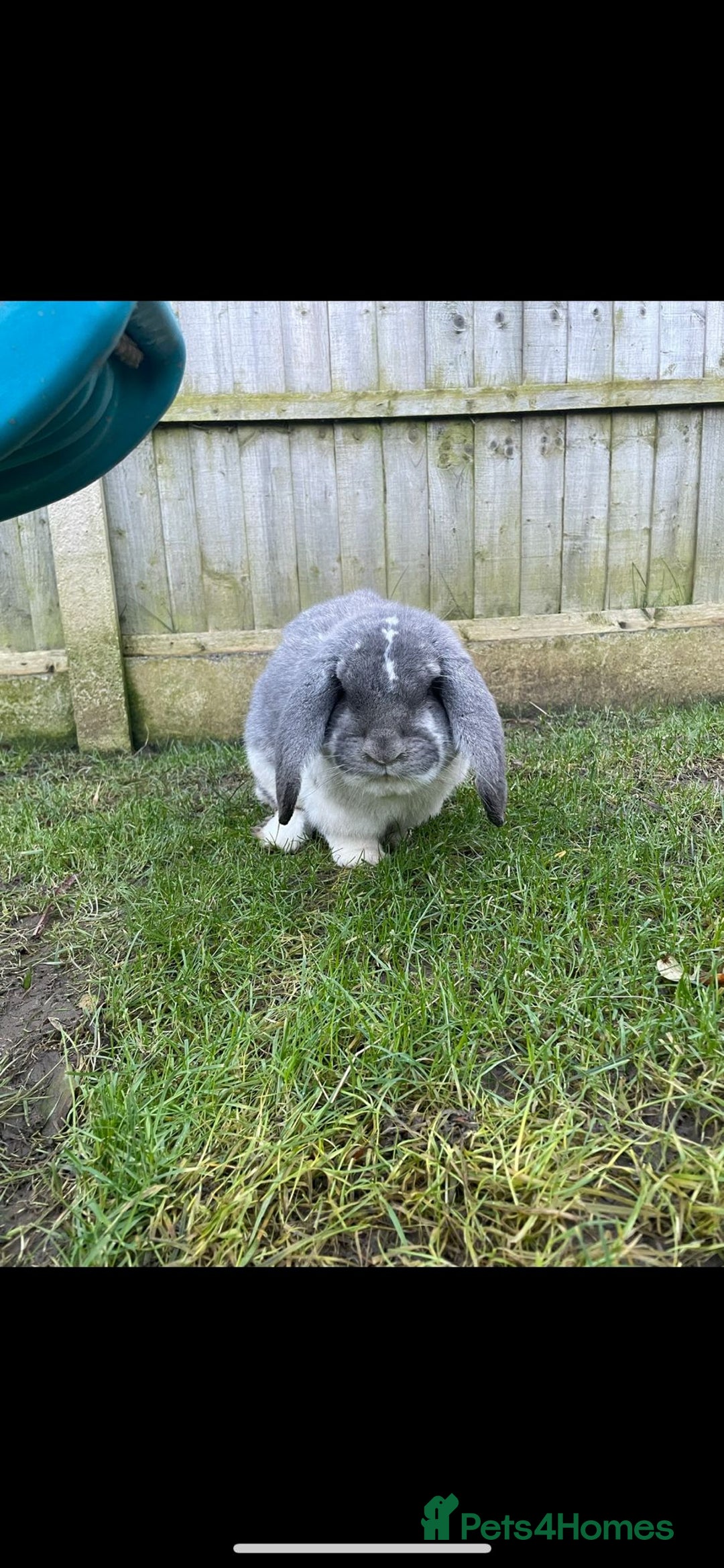 French Lop rabbits for sale: French lop - Advert 2