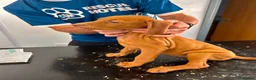 Hungarian Vizsla dogs for sale: LAST 3 HUNGARIAN VISZLA PUPS - Advert 15