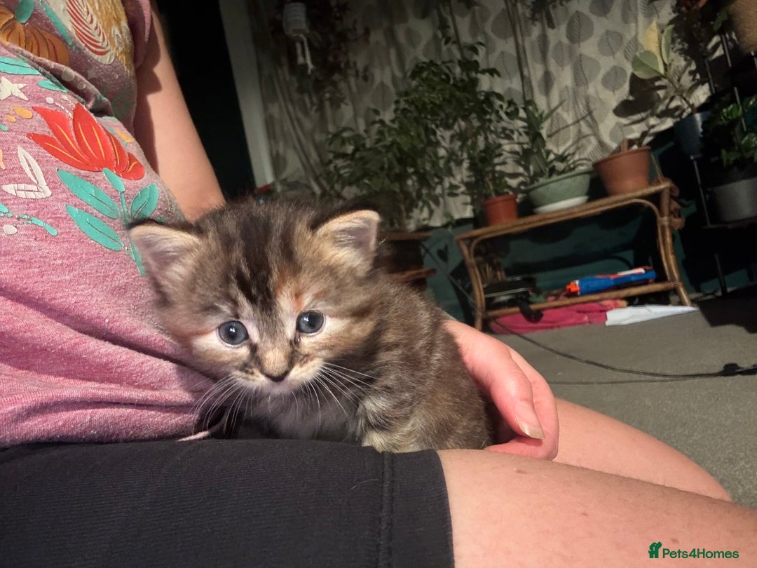 Ragdoll cats for sale: Ragdoll cross kittens - Image 10