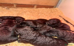 Mixed Breed dogs for sale: Bedlington x whippet Lurcher pups - Image 26