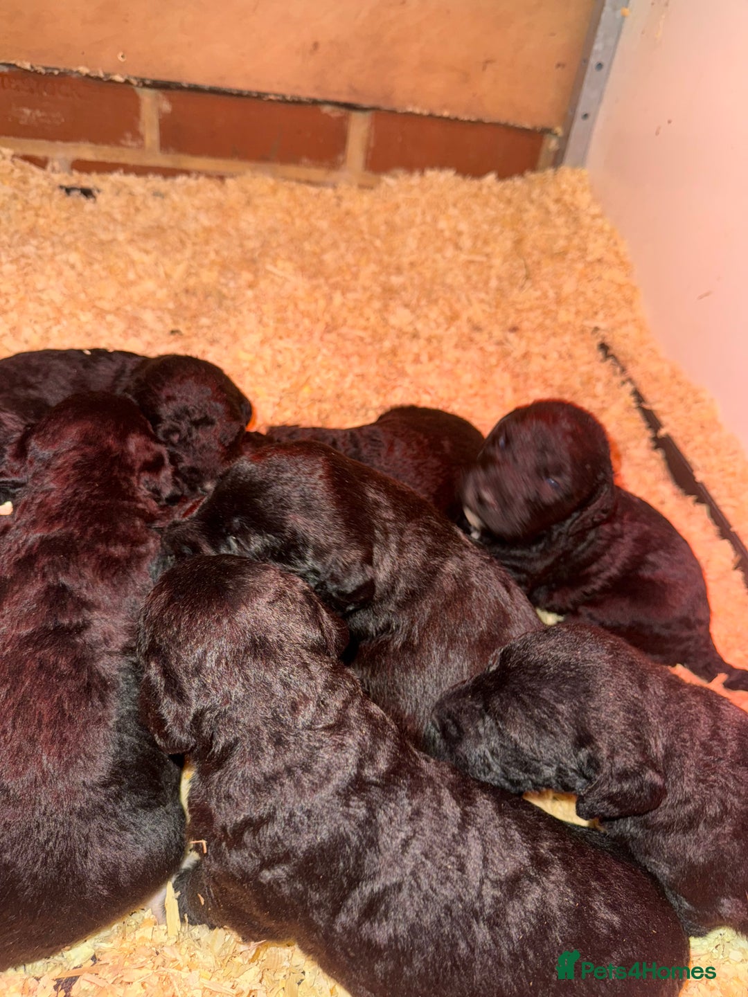 Mixed Breed dogs for sale: Bedlington x whippet Lurcher pups - Image 26