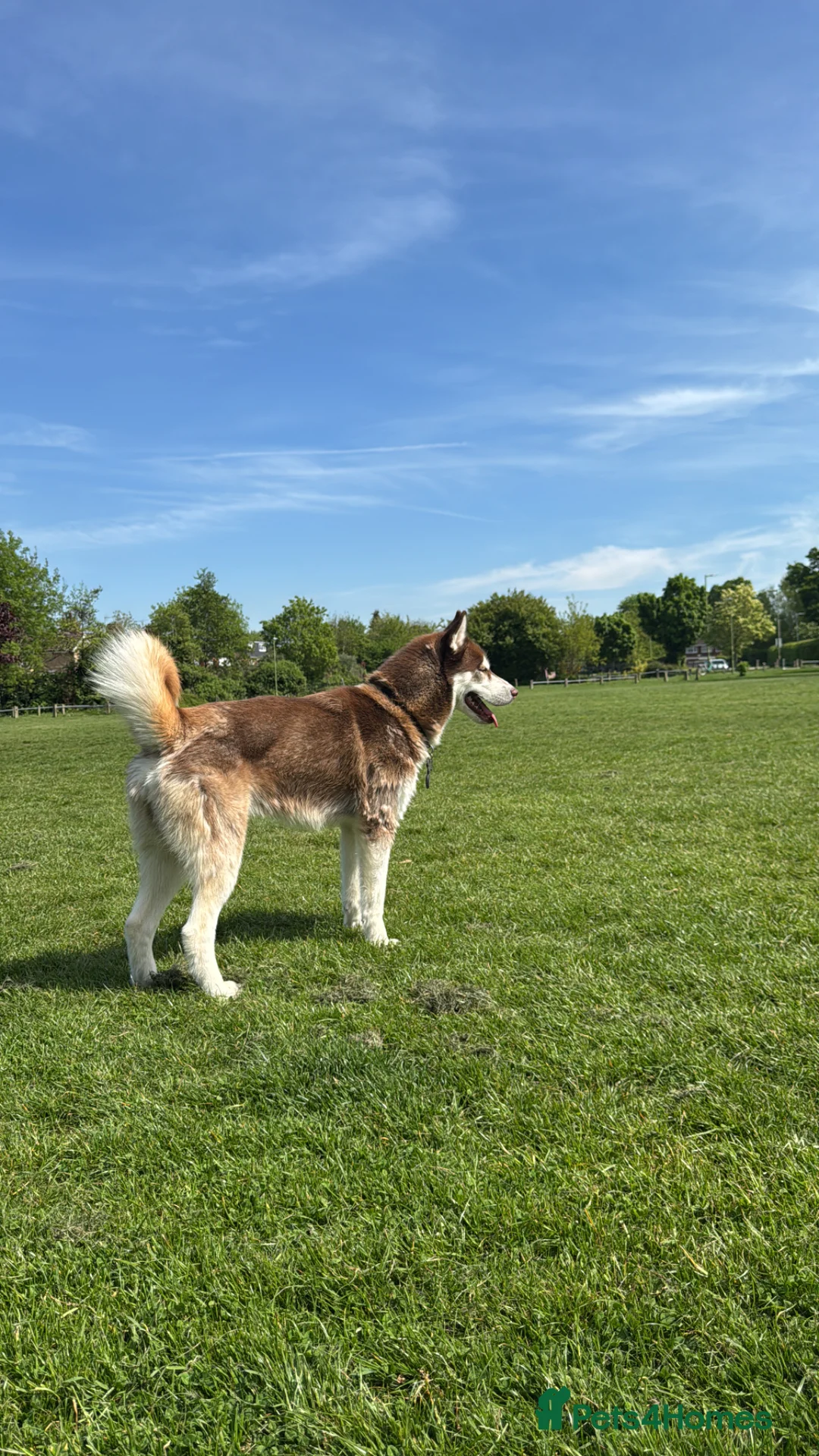 Siberian Husky dogs for stud: Male Siberian husky for stud in Borehamwood - Advert 1