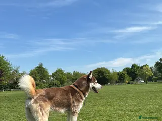 Siberian Husky dogs Male Siberian husky for stud - Advert 11