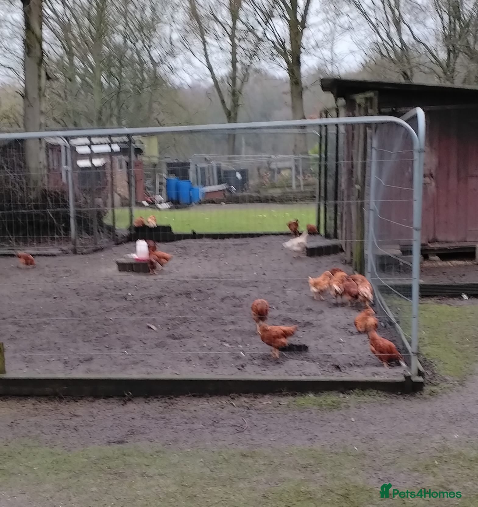 Chickens poultry Warrens for sale laying  - Advert 6