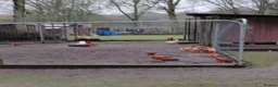 Chickens poultry for sale: Warrens for sale laying  - Advert 1