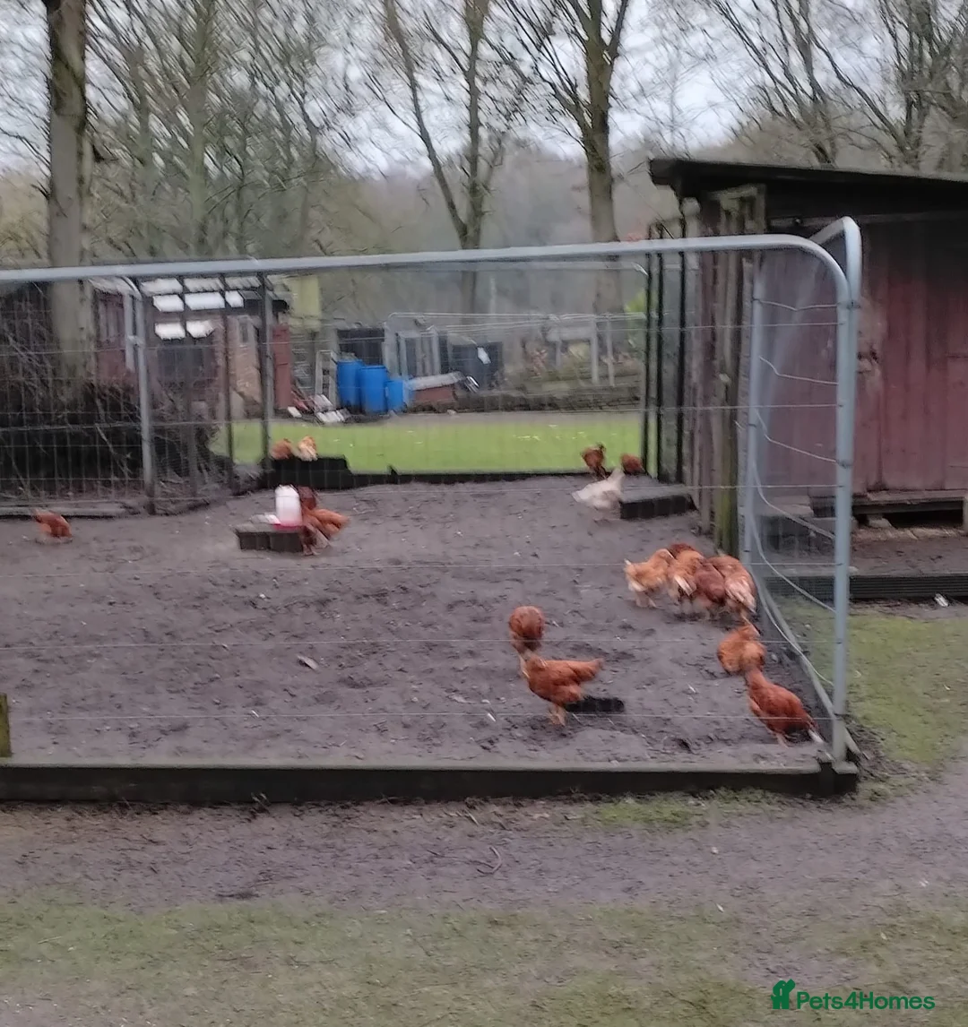 Chickens poultry for sale: Warrens for sale laying  - Advert 1