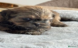 Shih Tzu dogs for sale: Shihtzu pups  - Image 23