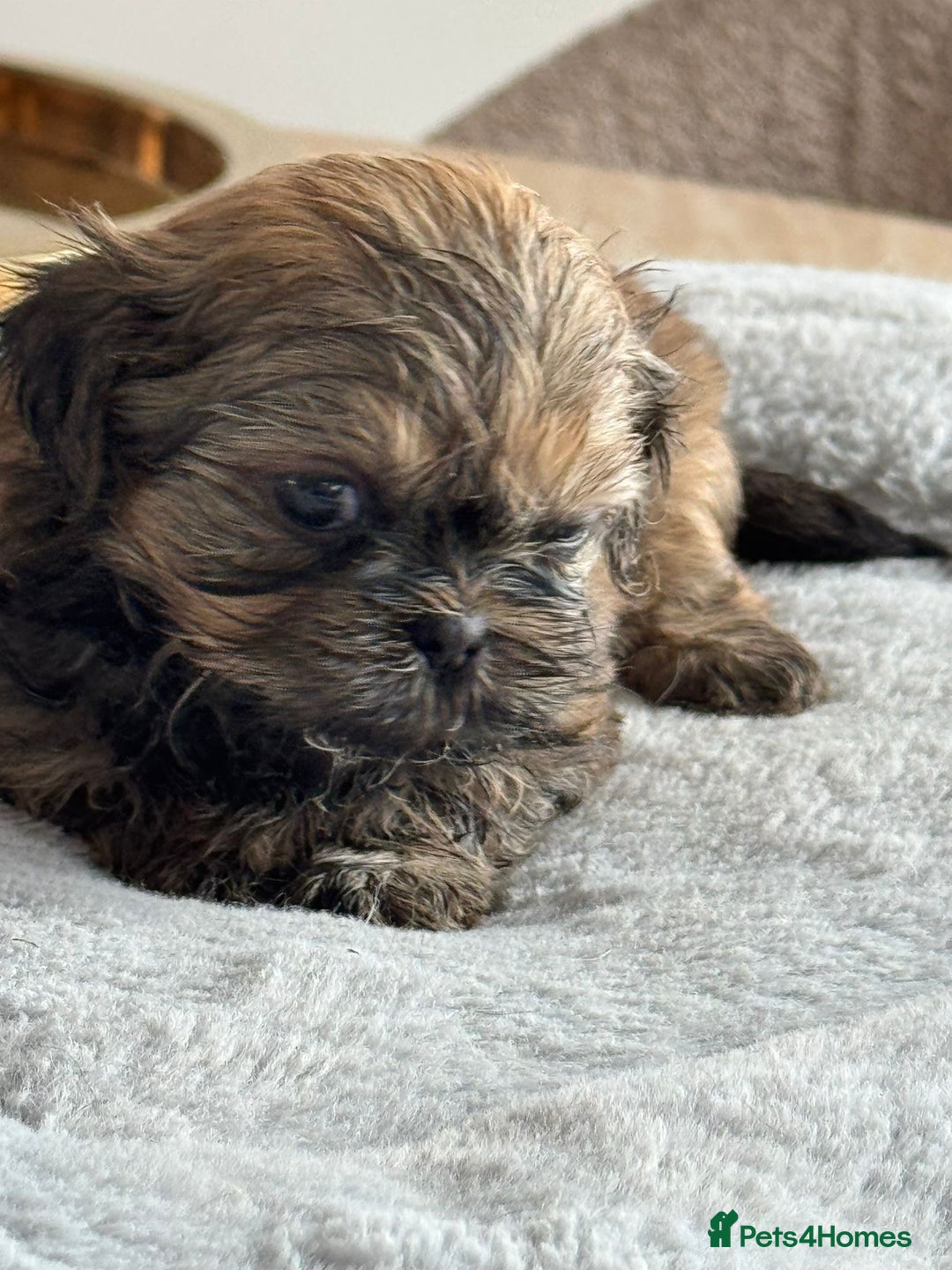 Shih Tzu dogs for sale: Shihtzu pups  - Image 23
