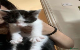 Domestic Shorthair cats for sale: Black and white kittens - Image 4