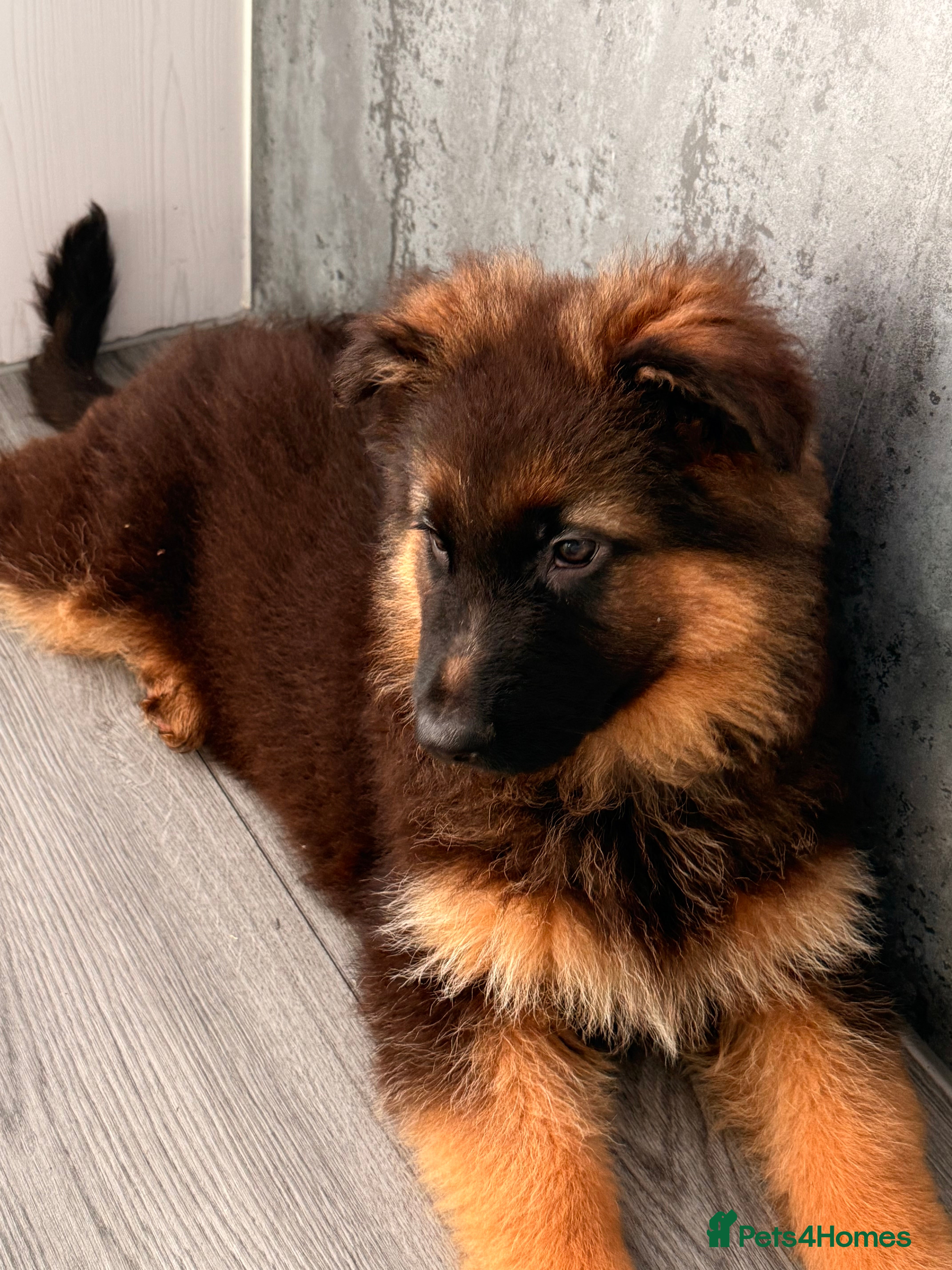 German Shepherd dogs ⭐️German Shepherd long haired puppies⭐️ - Advert 11