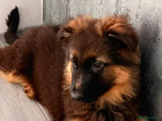 German Shepherd dogs ⭐️German Shepherd long haired puppies⭐️ - Advert 11