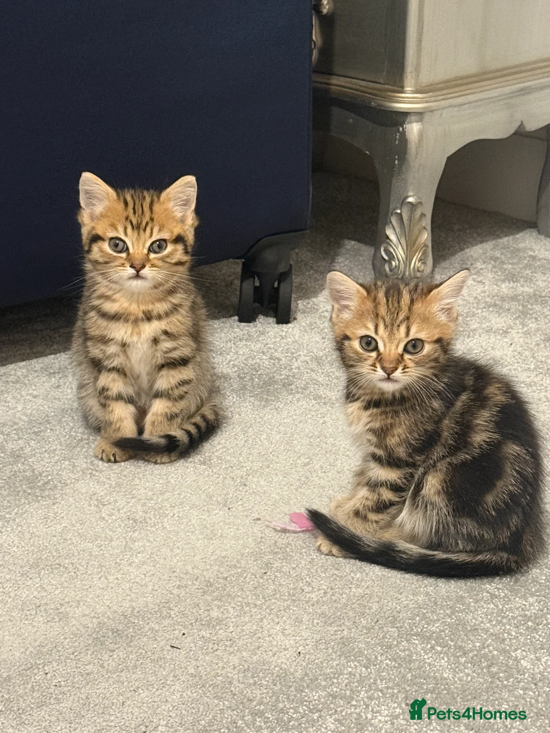 Persian cats for sale: Beautiful 2-Year-Old Female Persian Cat - Advert 2