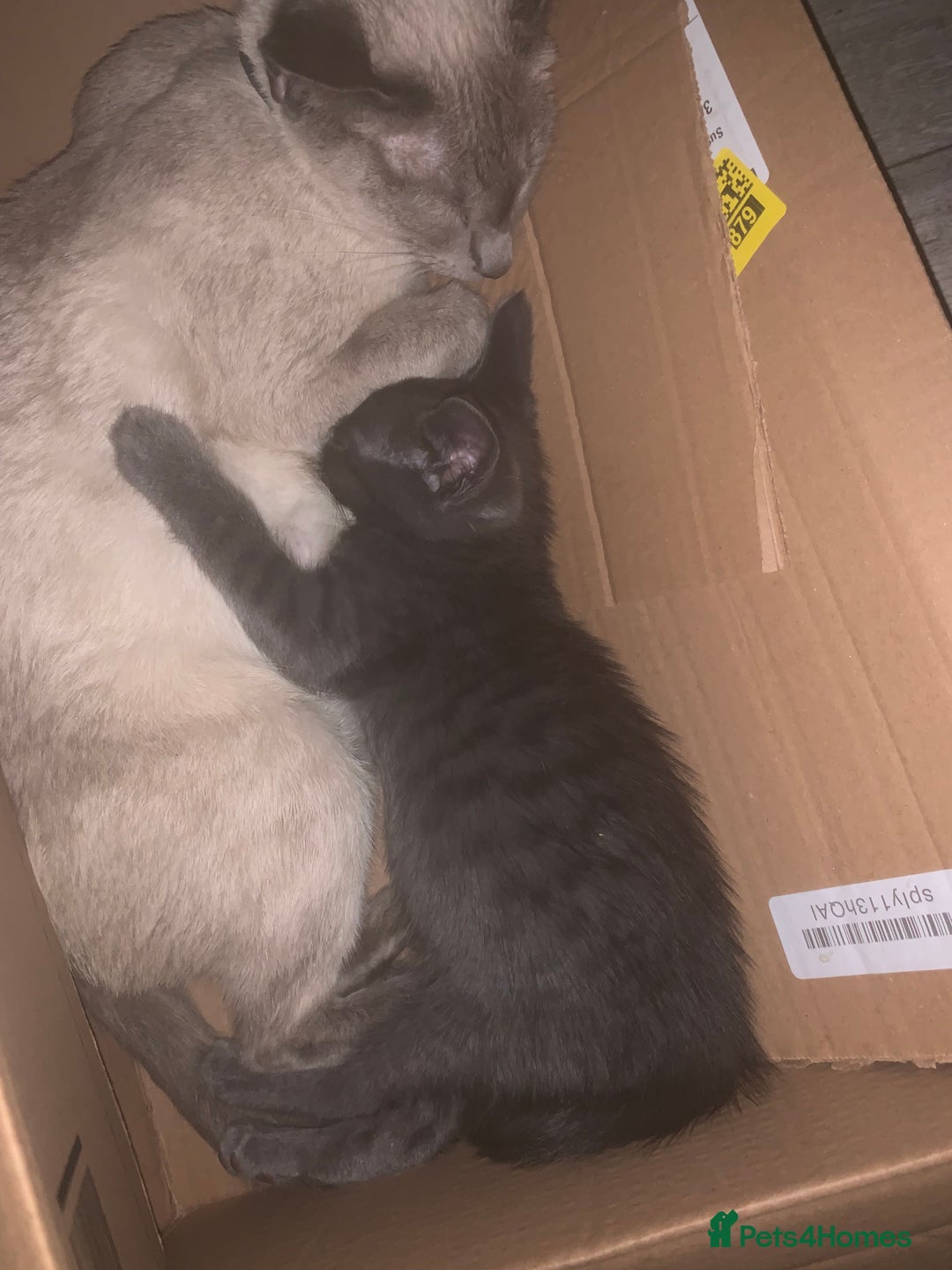 Oriental cats for sale: Male oriental kittens for sale - Advert 3