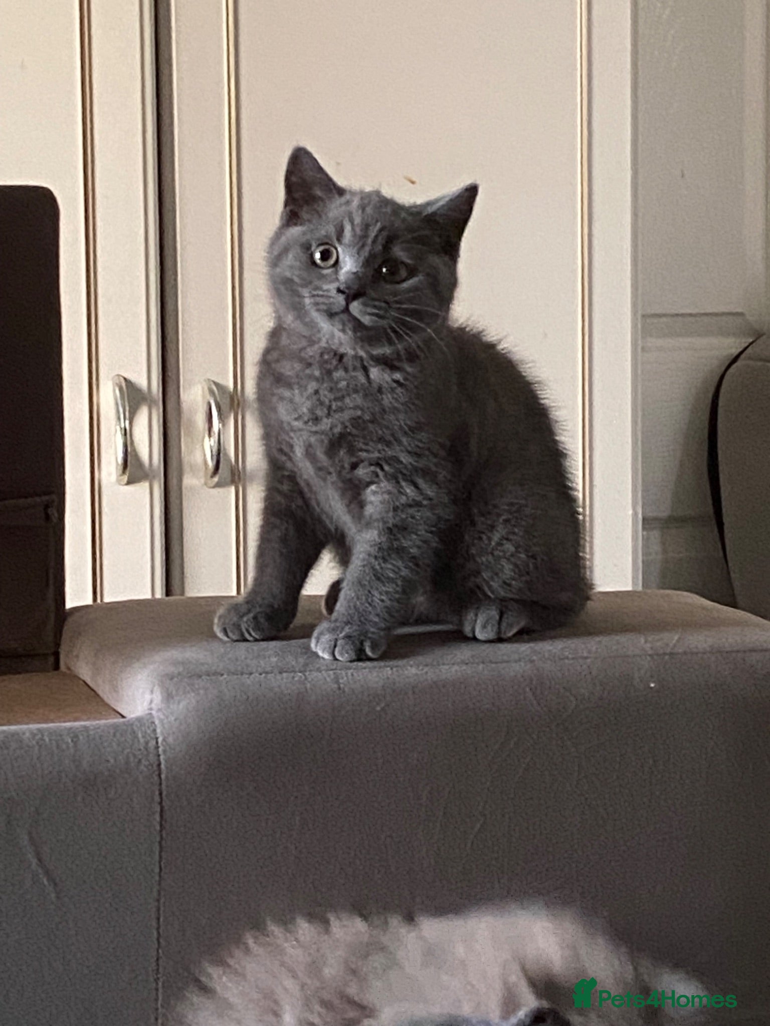 British Shorthair cats Pure British shorthair kittens Genetically tested - Advert 13
