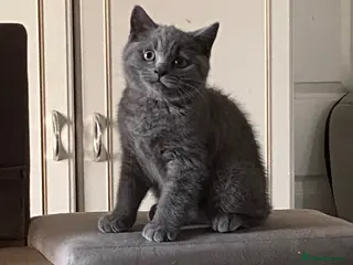 British Shorthair cats Pure British shorthair kittens Genetically tested - Advert 13
