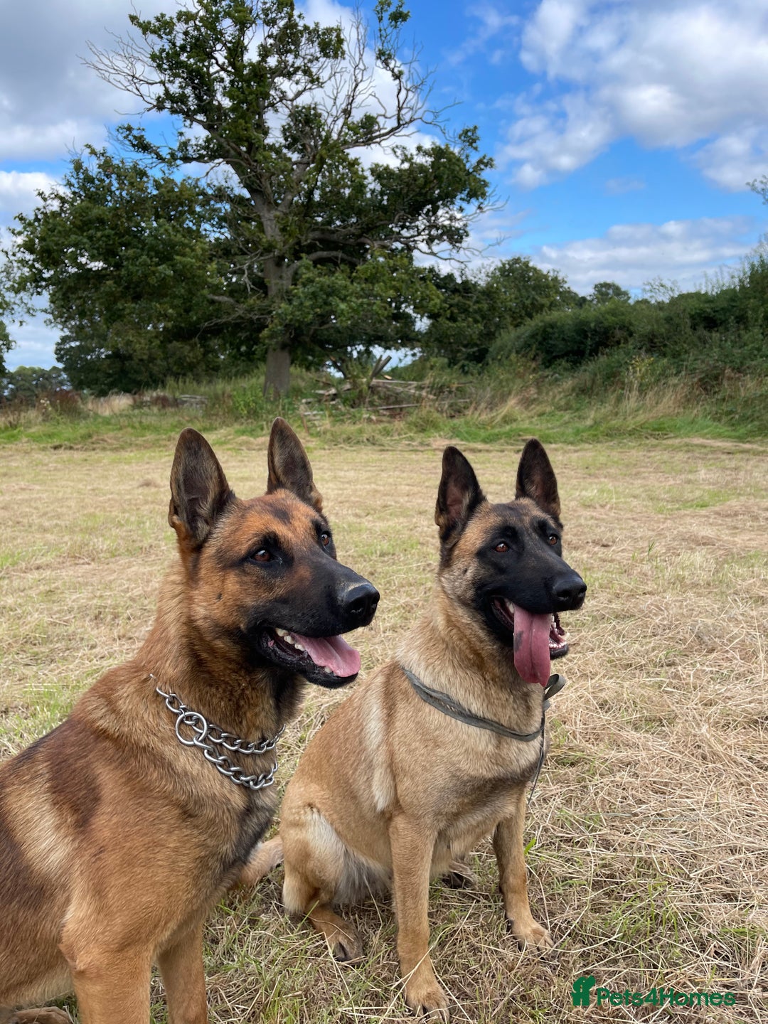 Mixed Breed dogs for sale: German shepherd x Belgian shepherd puppies - Image 2