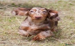 Dachshund dogs for sale: STANDARD KC REG LONGHAIRED DAPPLED DACHSOUNDS - Image 5