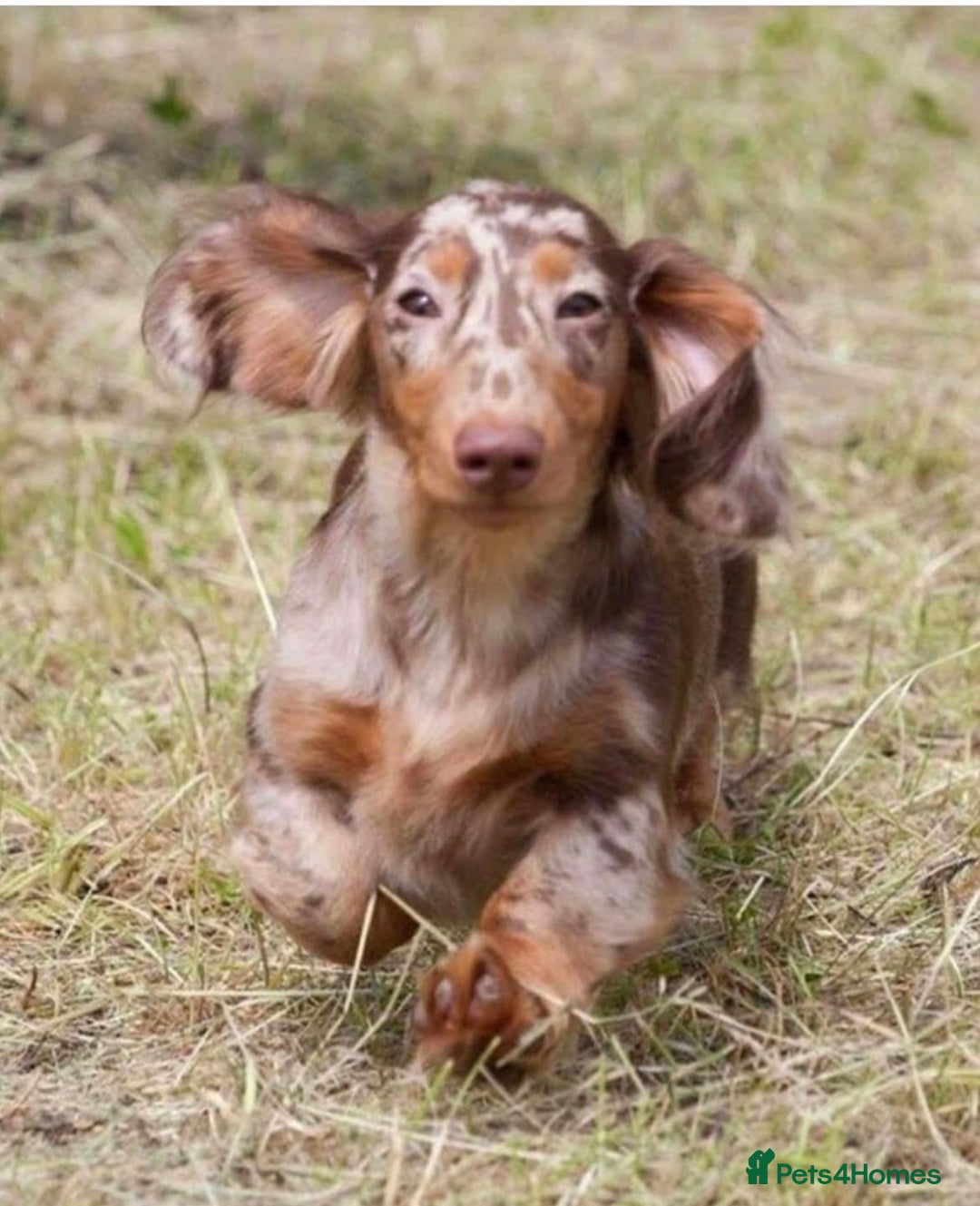 Dachshund dogs for sale: STANDARD KC REG LONGHAIRED DAPPLED DACHSOUNDS - Image 5