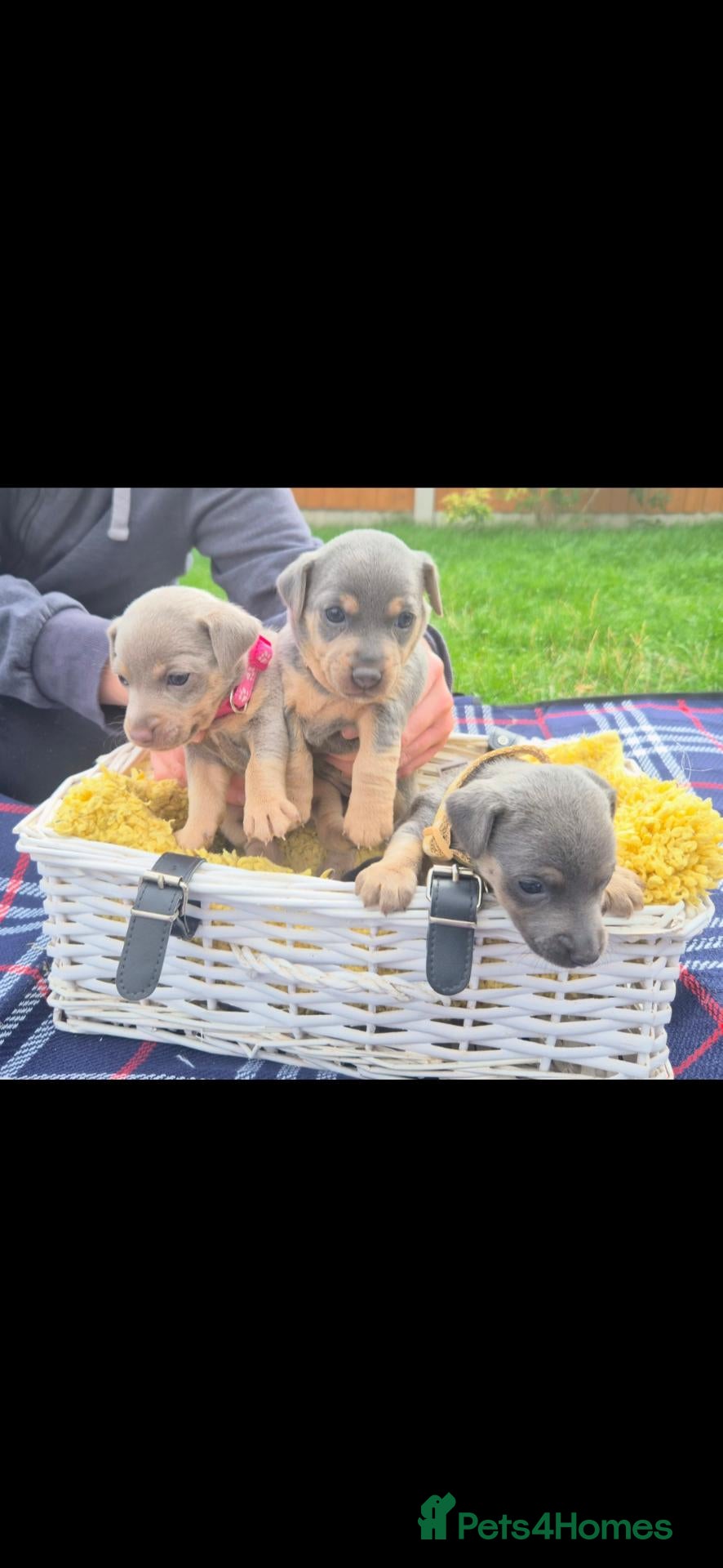 Jack Russell dogs Miniature Lilac & blue JackRussell Wenlock puppies - Advert 2