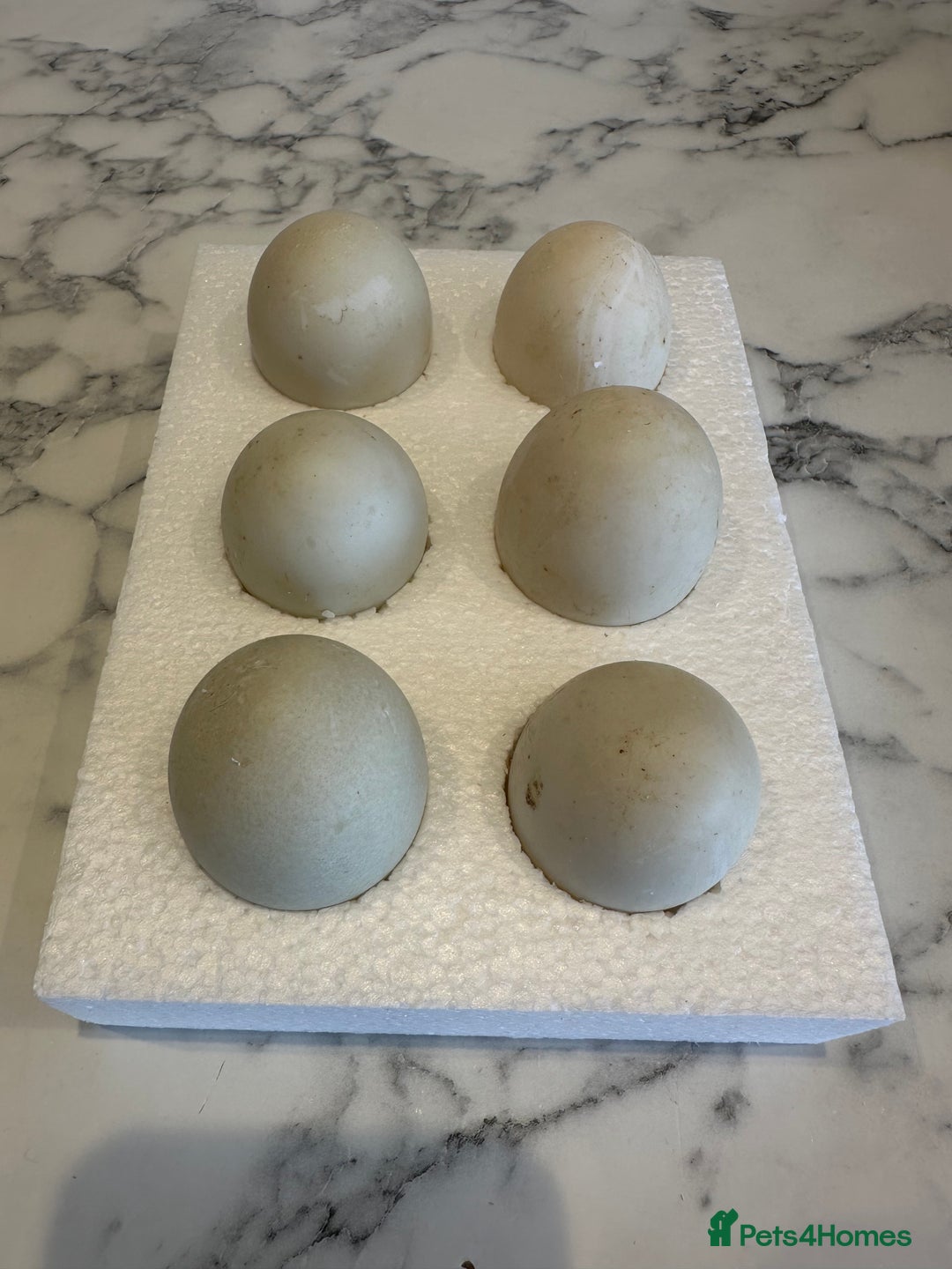 Ducks poultry for sale: Aylesbury duck hatching eggs  - Image 2