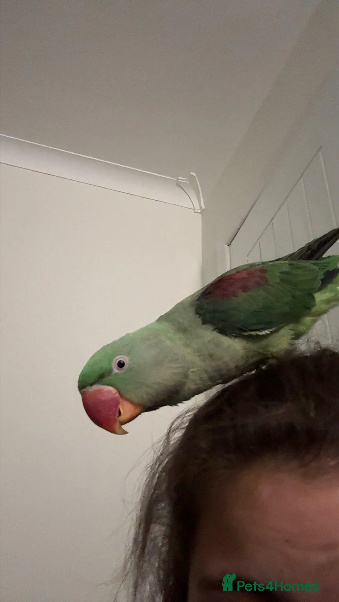 Parrots birds for sale: Alexandrine hand tame (NOT HAND REARED) - Advert 1