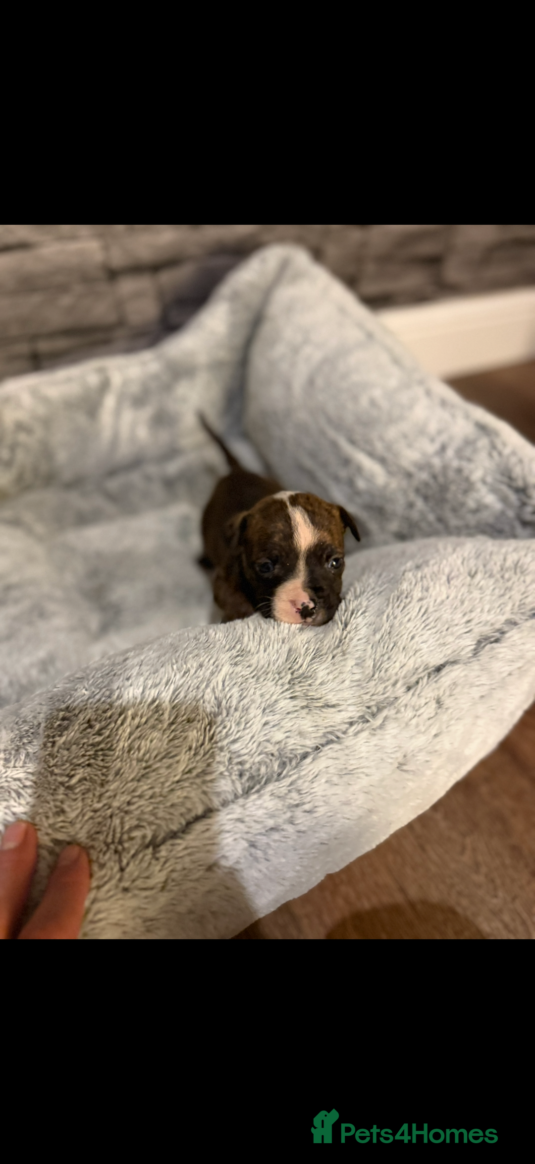 American Bulldog dogs for sale: American bulldog - Image 14