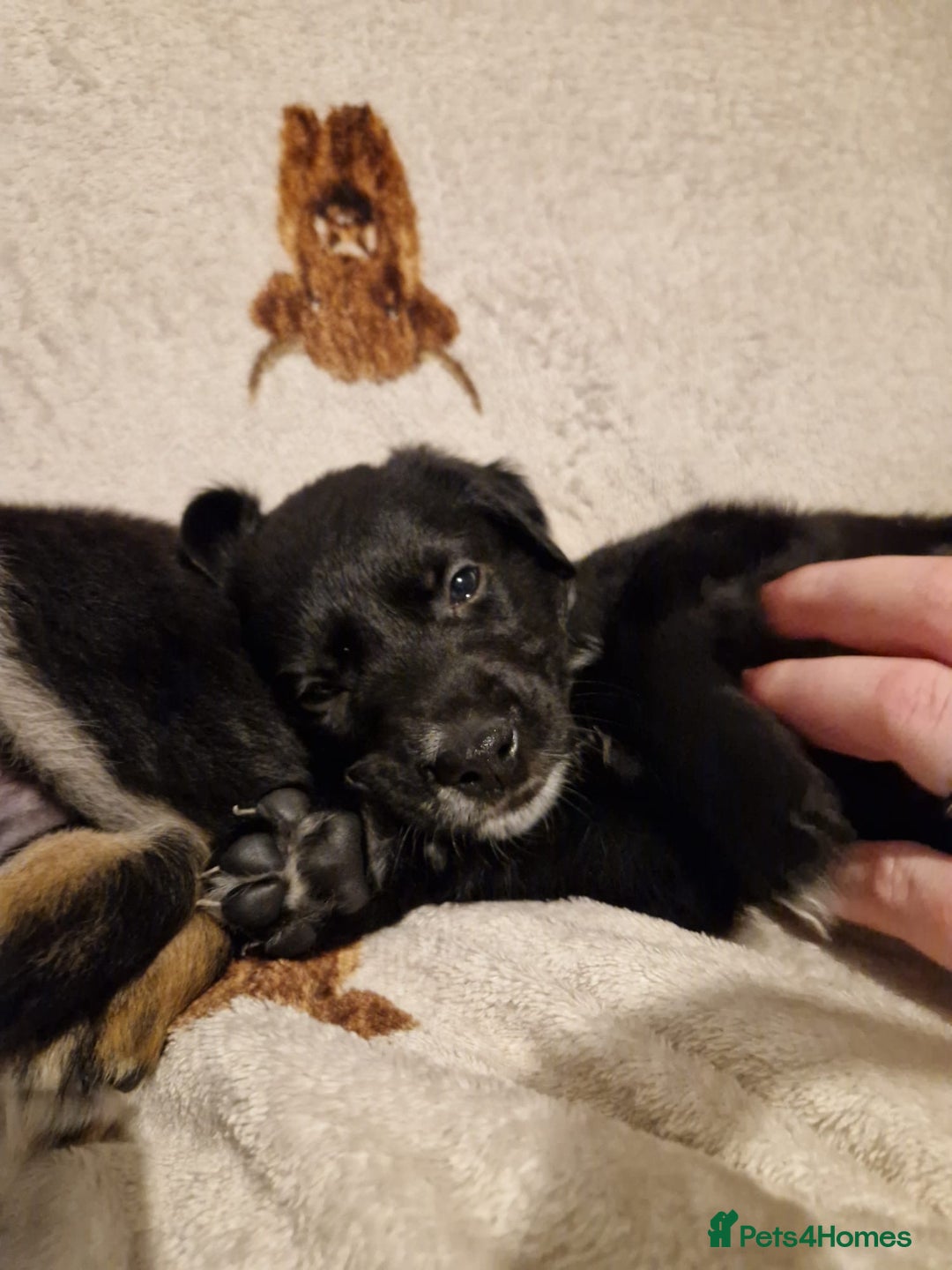 Mixed Breed dogs for sale: 🌟 Collie x Golden Retriever Puppies 🌟 - Image 18