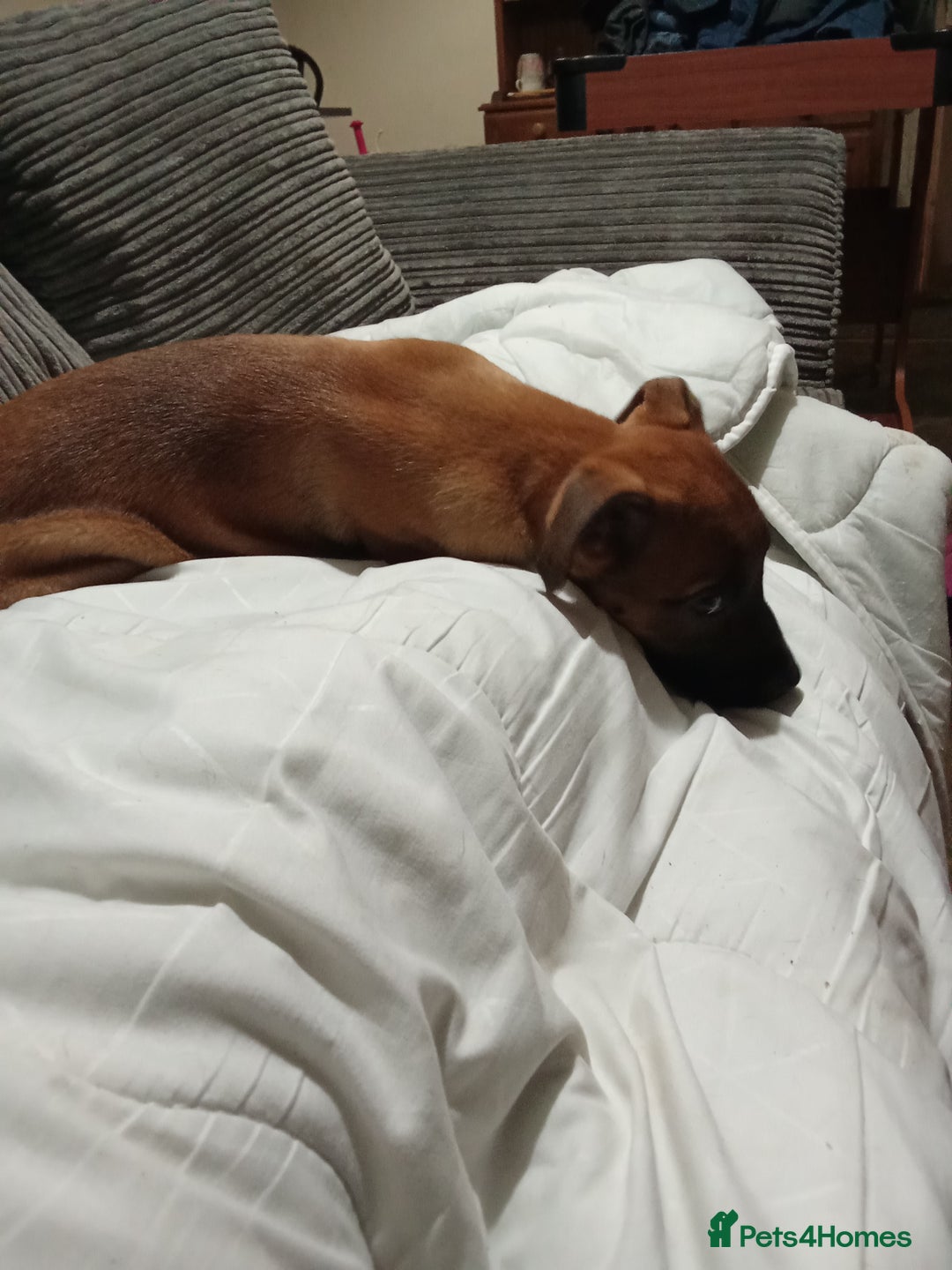 Mixed Breed dogs for sale: Mali cross  - Advert 2