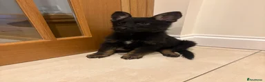 German Shepherd Puppy 3
