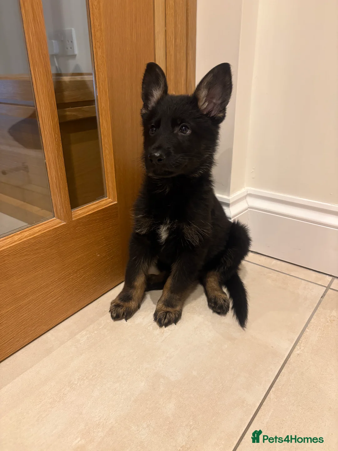 German Shepherd dogs for sale: 3 Adorable Male German Shepherd Puppies  - Advert 8