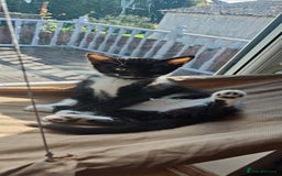 Mixed Breed cats for sale: Lovely Girl kitten  - Image 5