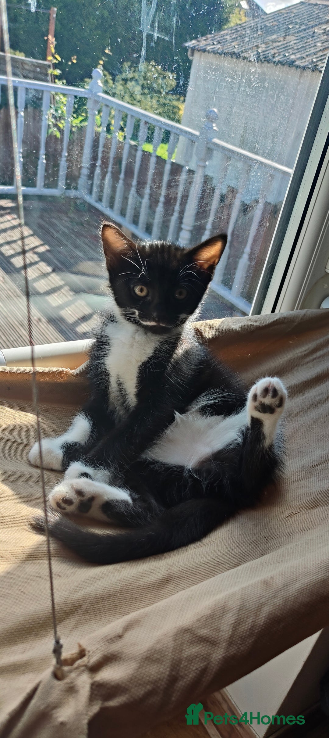 Mixed Breed cats for sale: Lovely Girl kitten  - Image 5