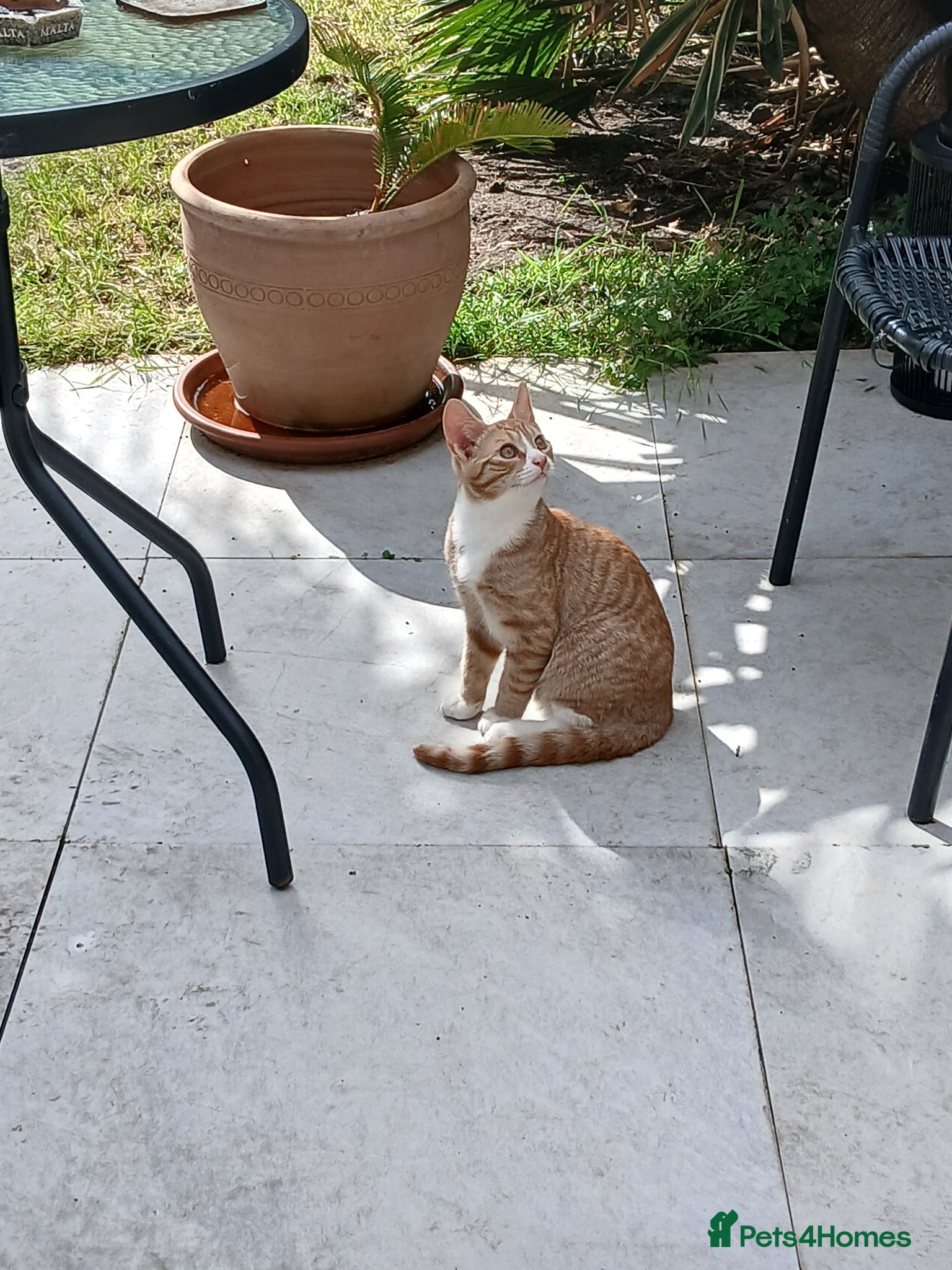 Mixed Breed cats for sale: Male kitten - Advert 2
