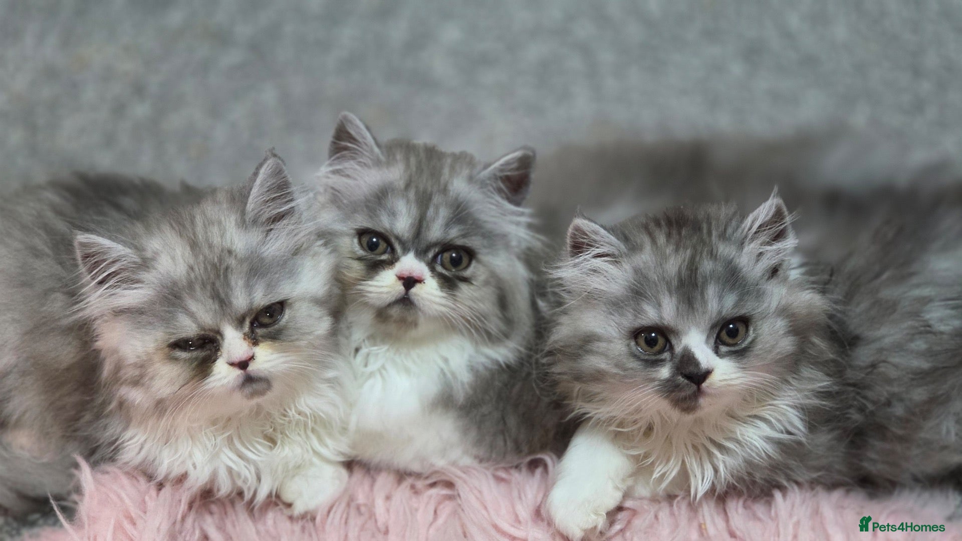 Persian cats Only 2 boy purebred Persians TICA READY TO LEAVE  - Advert 1